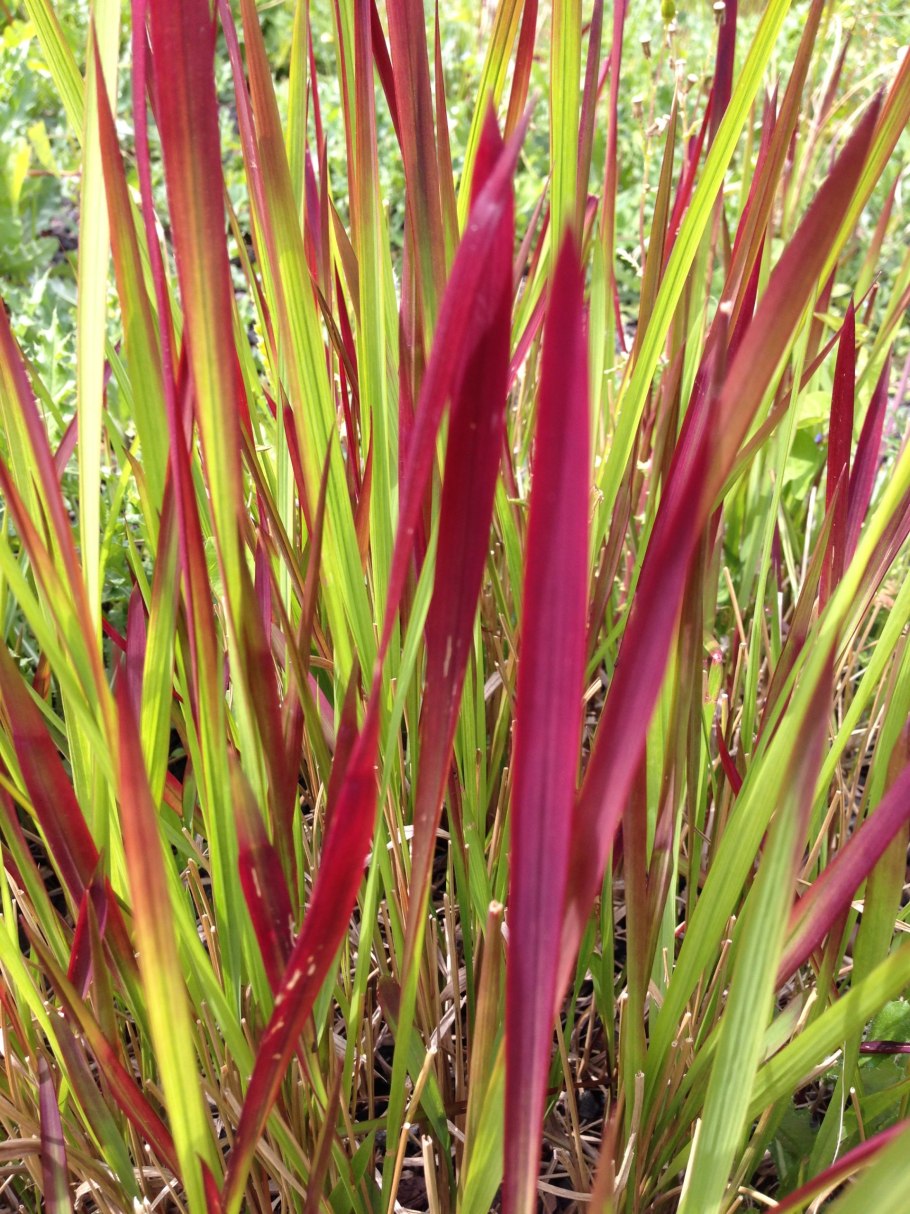 Императа Red Baron трава, красные