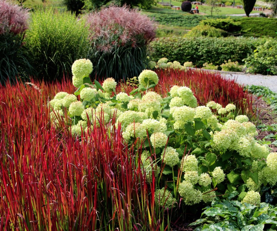 Императа cylindrica ‘Red Baron’