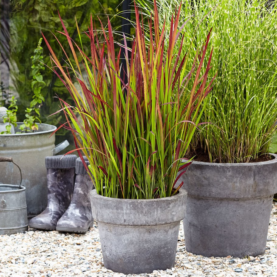 Императа цилиндрическая ред Барон (Imperata cylindrica Red Baron)