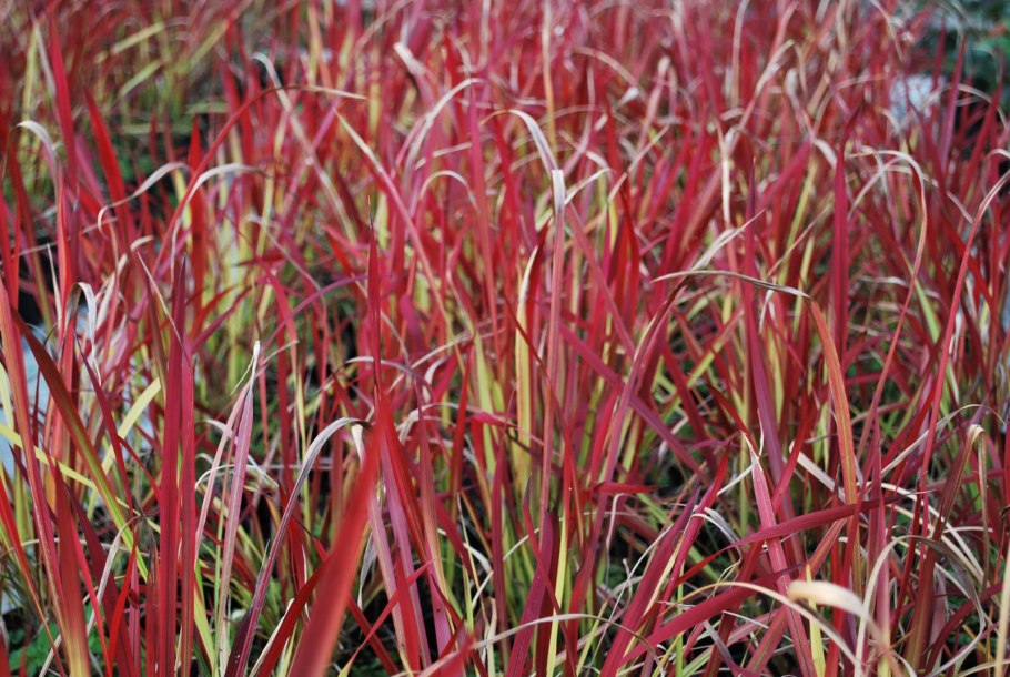 Императа цилиндрическая