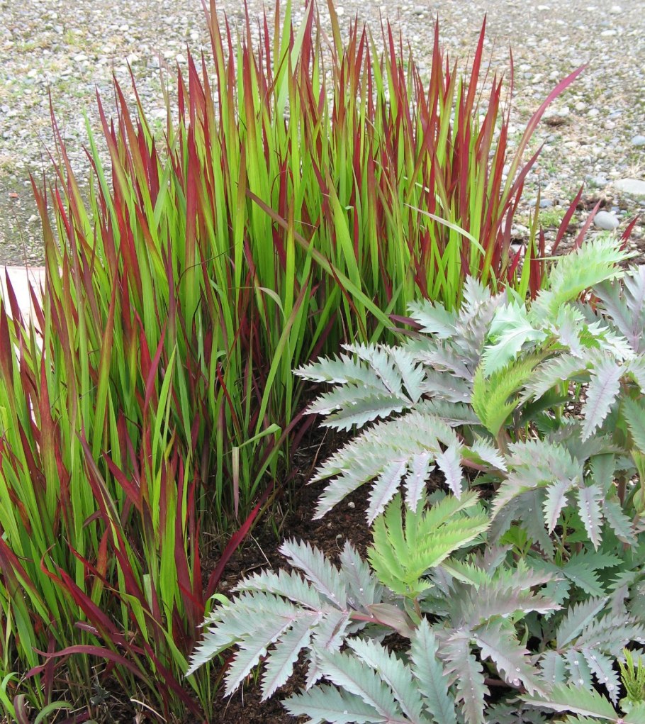 Императа ред Барон