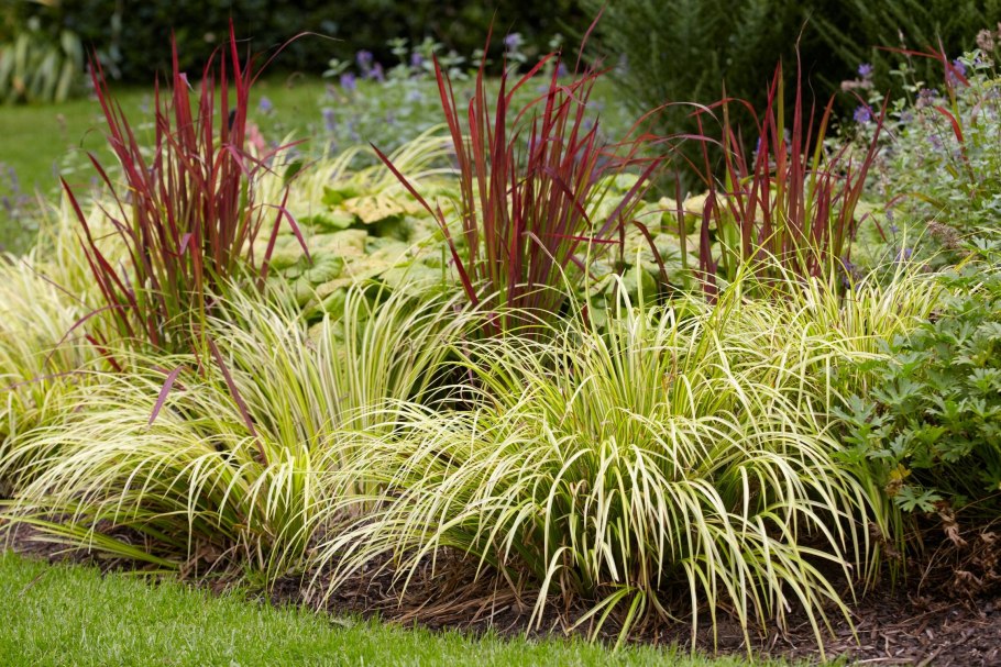 Императа цилиндрическая ред Барон