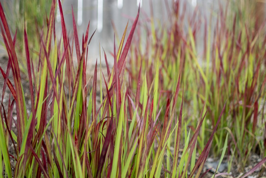 Императа цилиндрическая