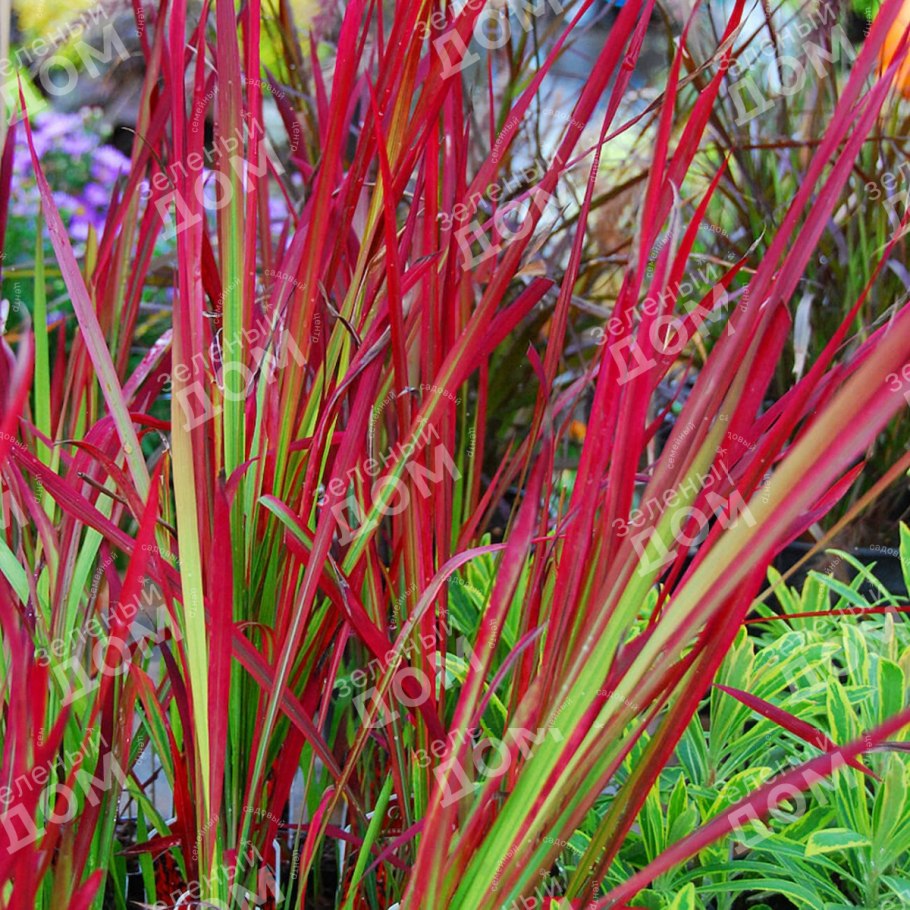 Императа 'Red Baron'