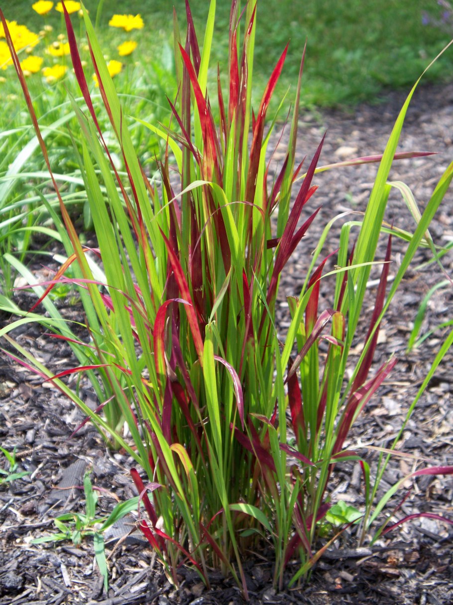 Дерен отпрысковый Кардинал