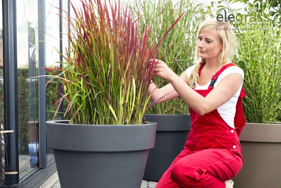 Мискантус ред Барон