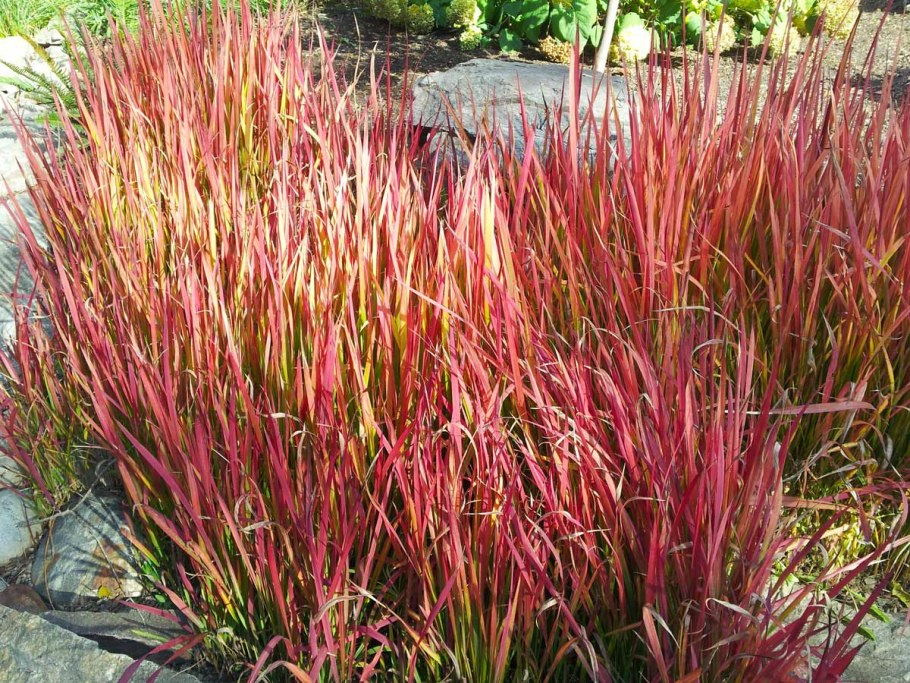 Императа ред Барон изгородь