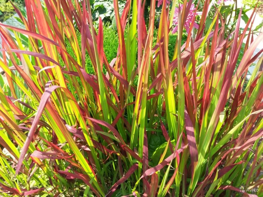 Императа овсяница