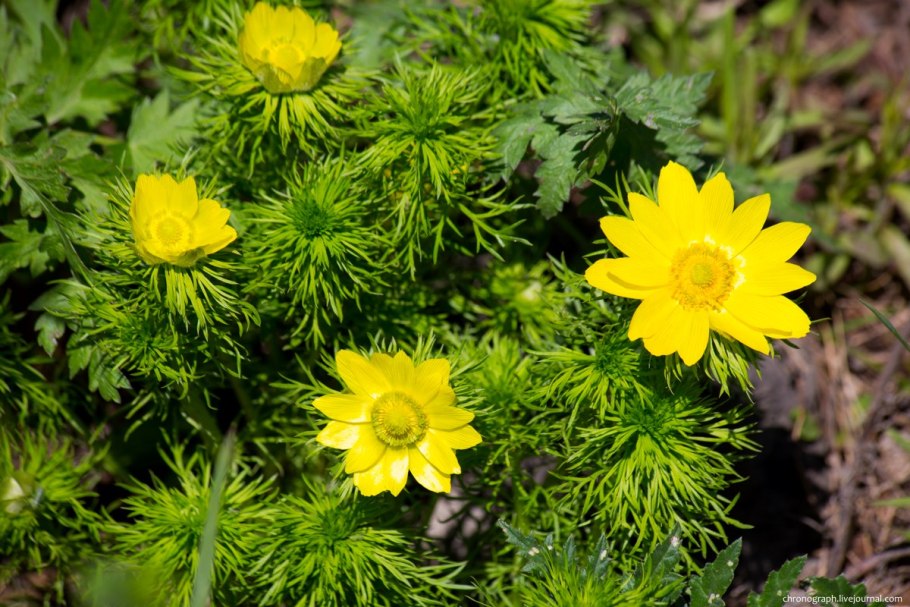 Адонис весенний Алтай