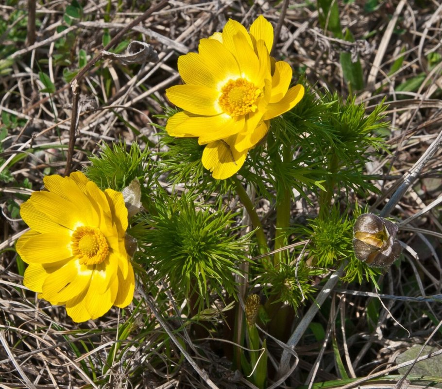 Горицвет весенний (Adonis vernalis)