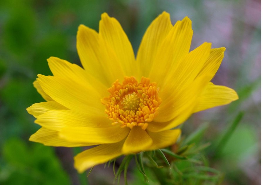 Стародубка адонис весенний