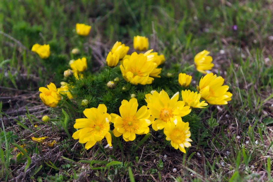 Адонис весенний (горицвет весенний)
