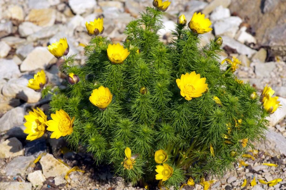 Адонис весенний — Adonis vernalis l.