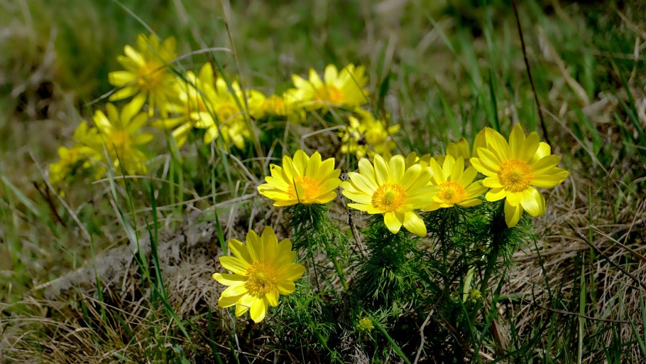 Адонис горицвет