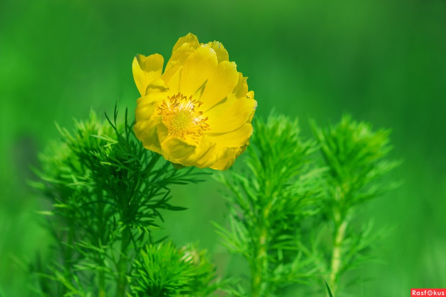 Адонис весенний лекарственное растение