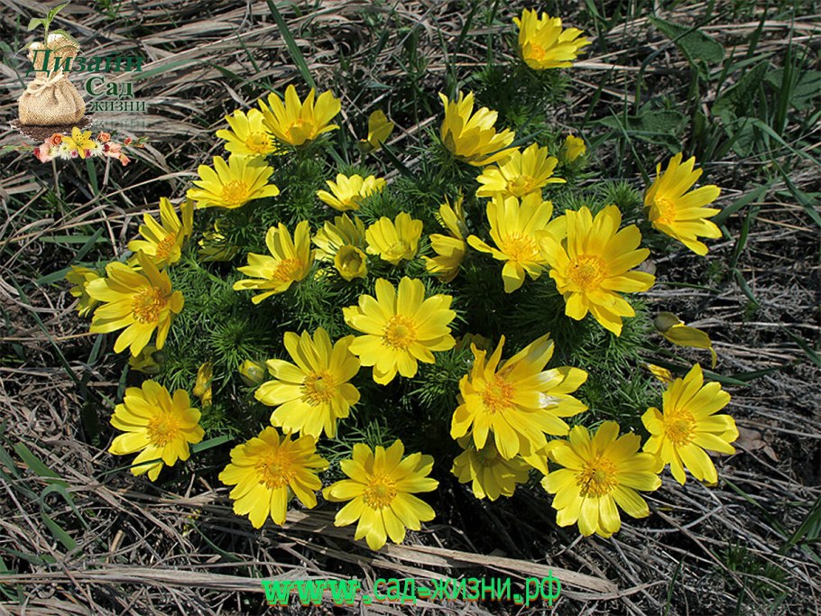 Адонис весенний горицвет