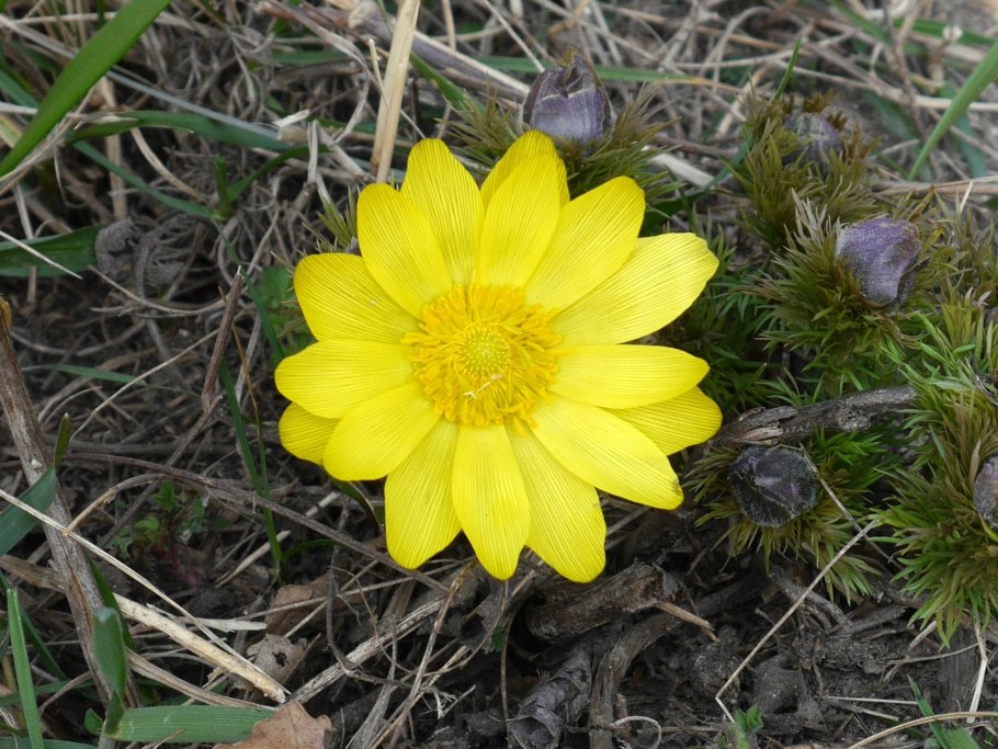 Горицвет весенний (Adonis vernalis)