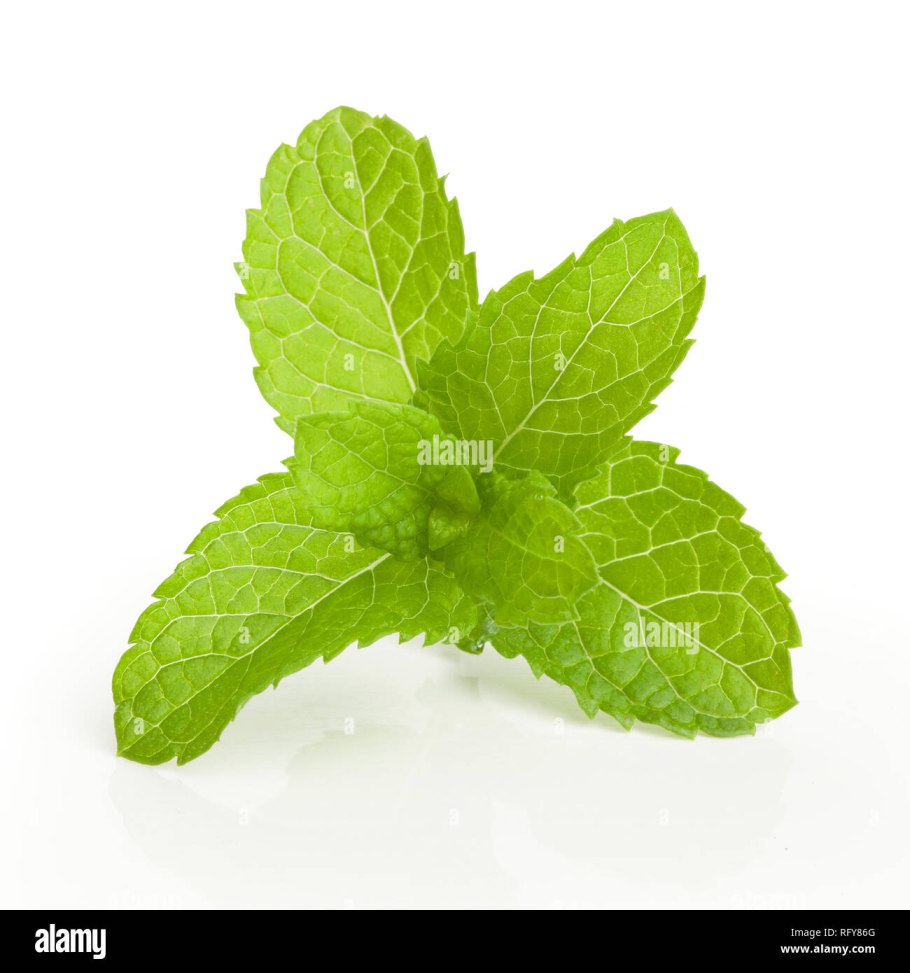 Цвет мяты с листьями