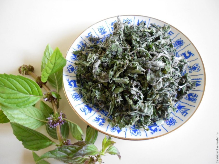 Мята перечная лекарственное сырье