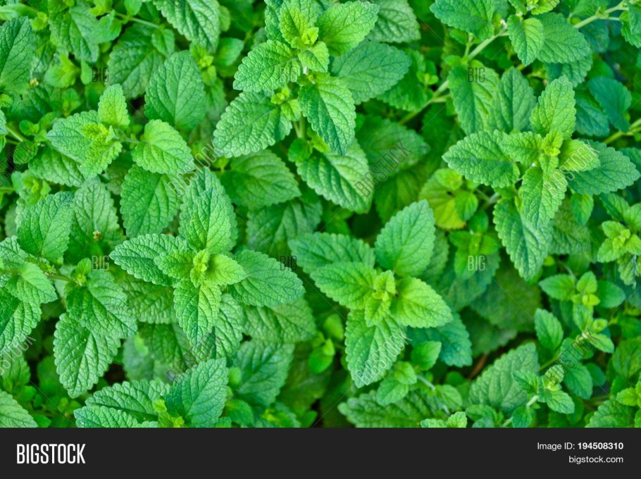 Мелисса растение Эстетика