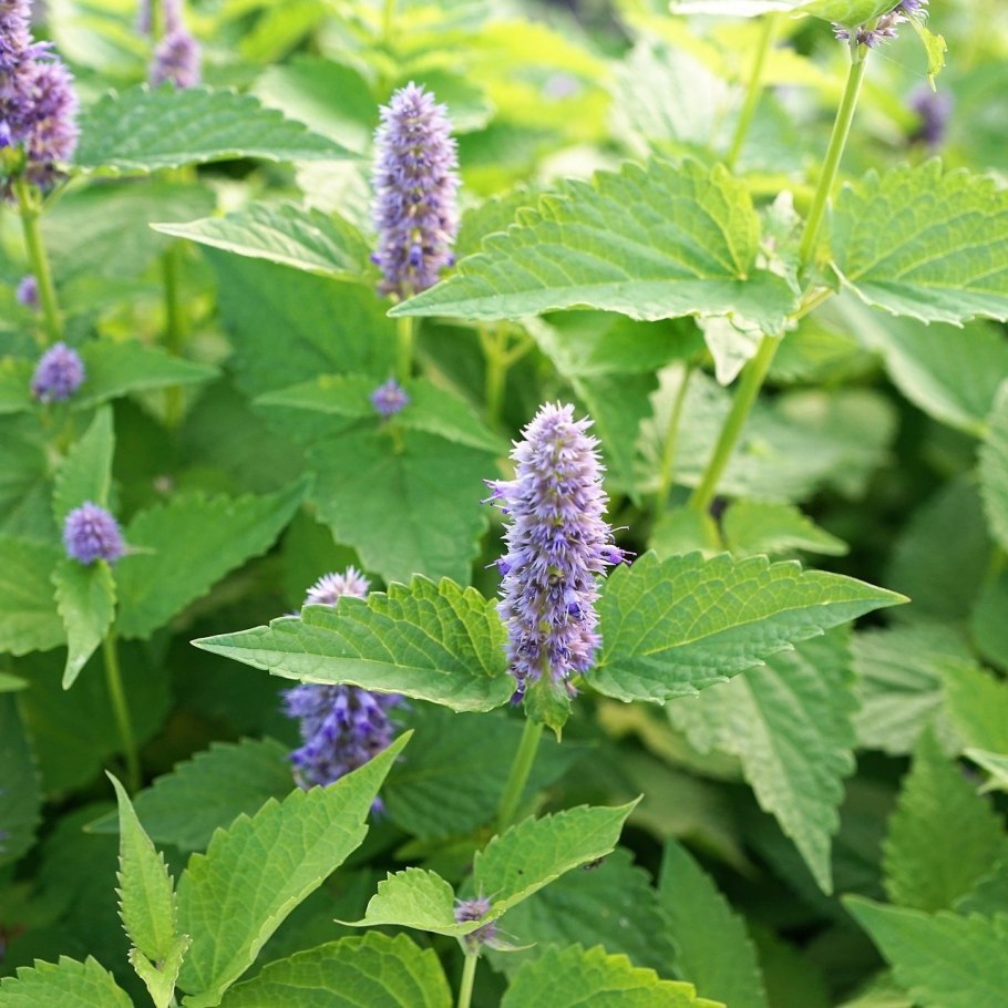 Мята перечная