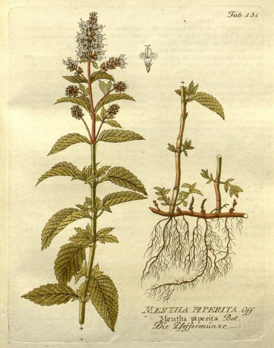 Мята перечная - Mentha piperita l.