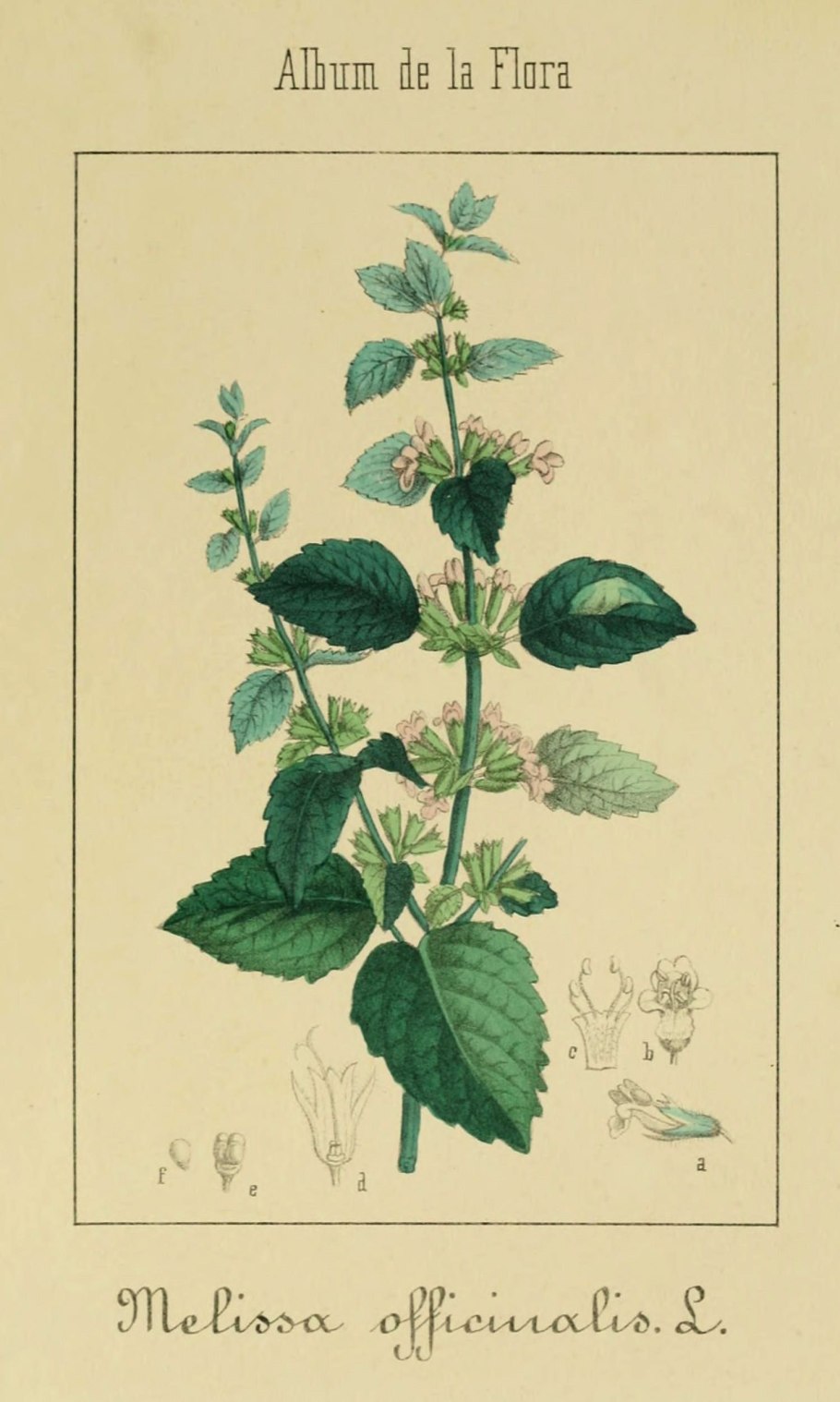 Мелисса Ботаническая иллюстрация