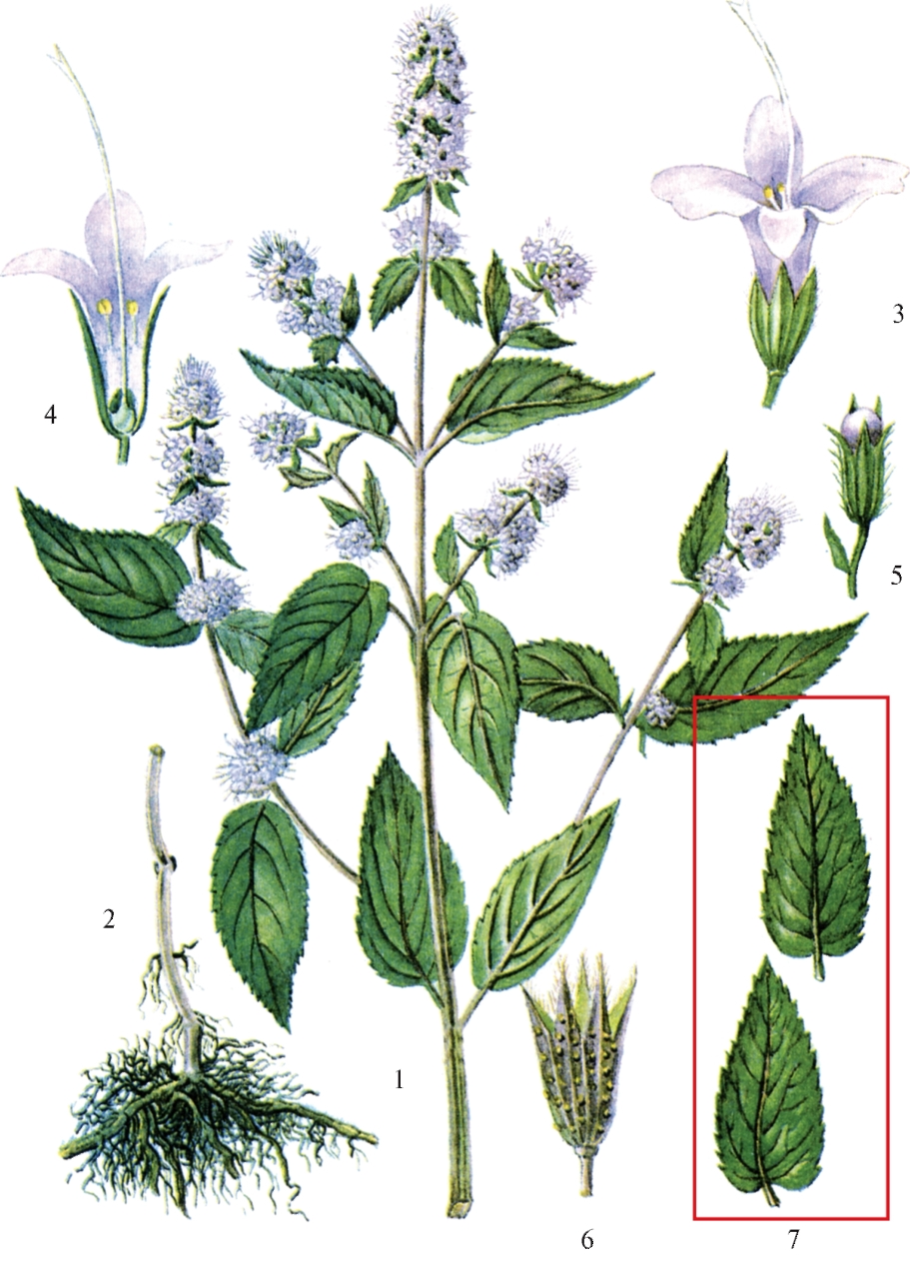 Мята перечная ЛРС