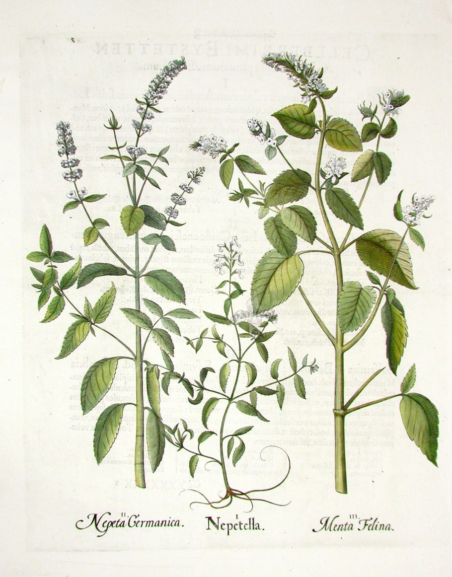 Гербарий мяты перечной