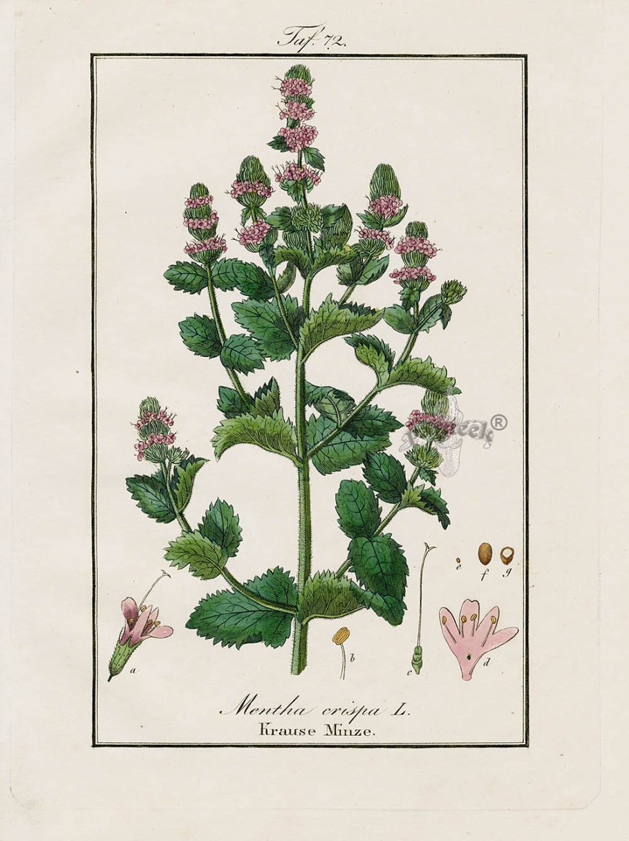 Мята перечная ботаника