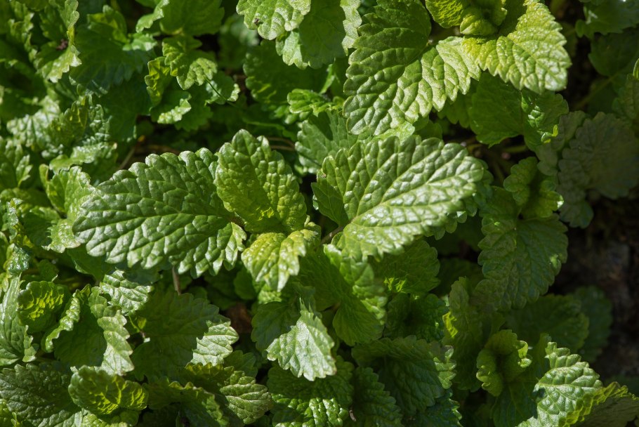 Мяты перечной листьев