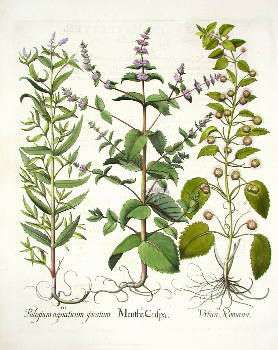 Мелисса лекарственная гербарий