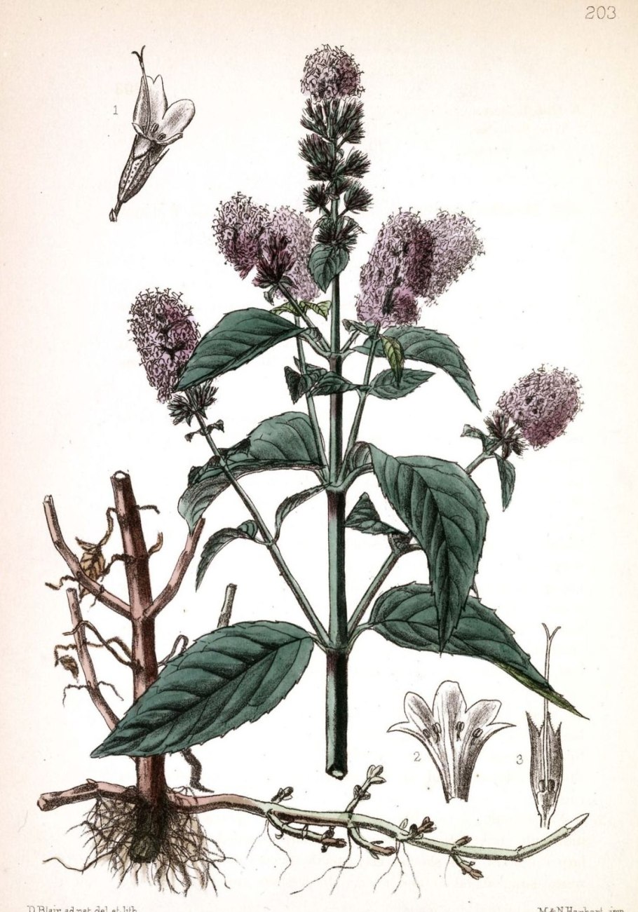 Мята перечная ботаника