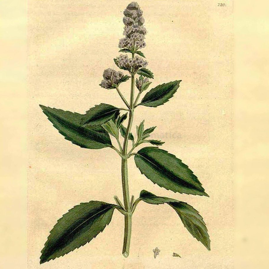 Мята перечная ботаника