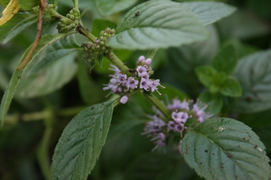 Мята однолетняя