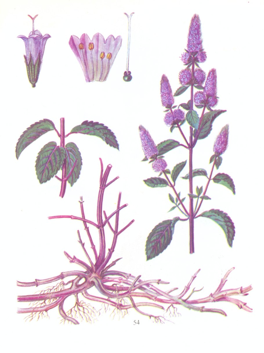 Лекарственные растения мята перечная