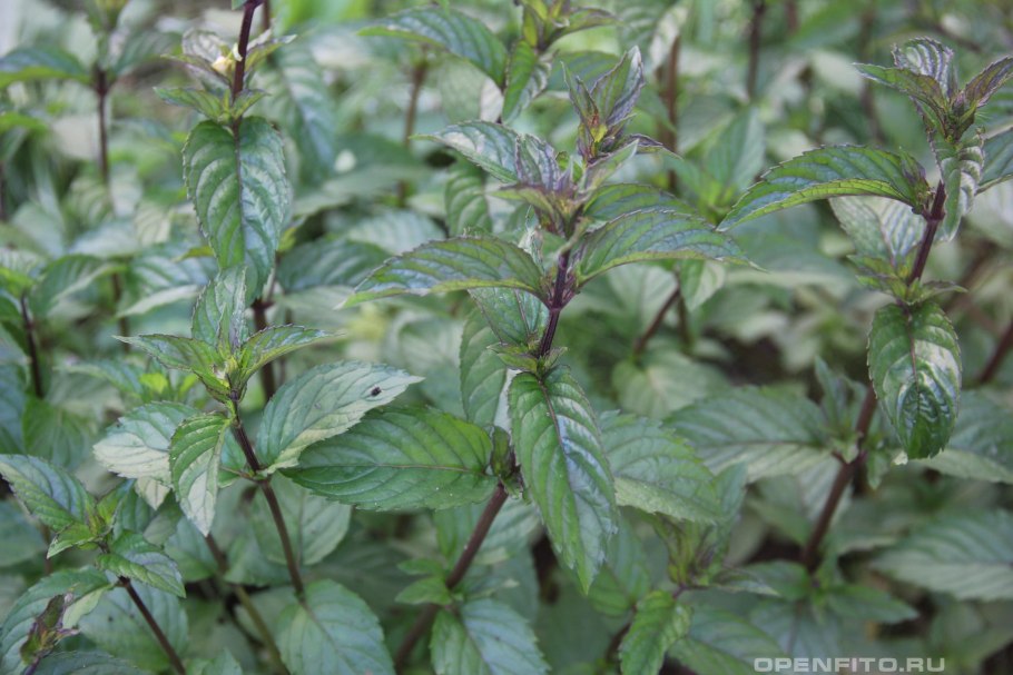 Мята перечная Блэк Митчам