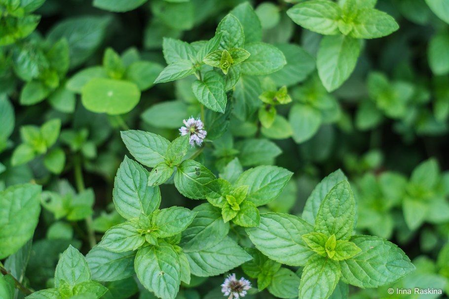 Мята круглолистная