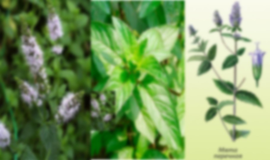 Лечебные трава перечная мята