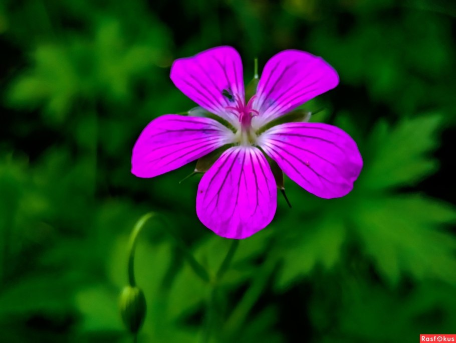 Герань Лесная