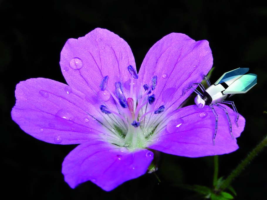 Герань Лесная Арктика