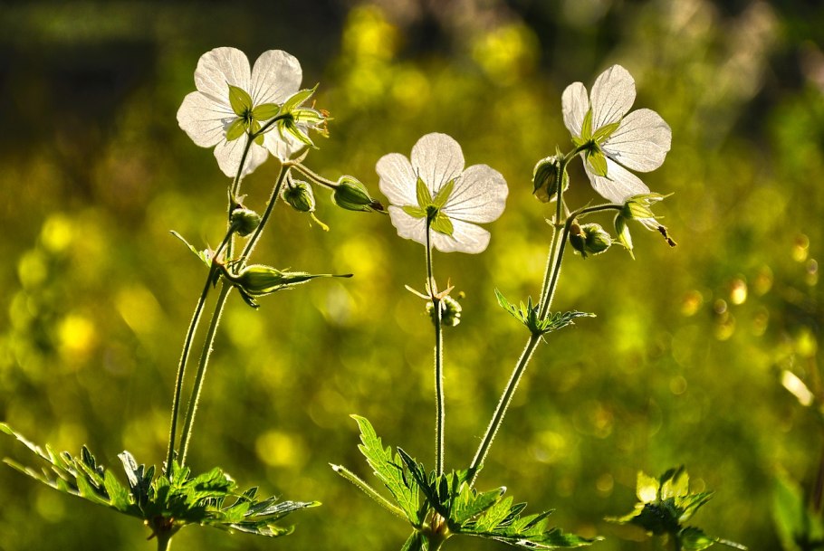 Герань Лесная Geranium sylvaticum l. ботаника
