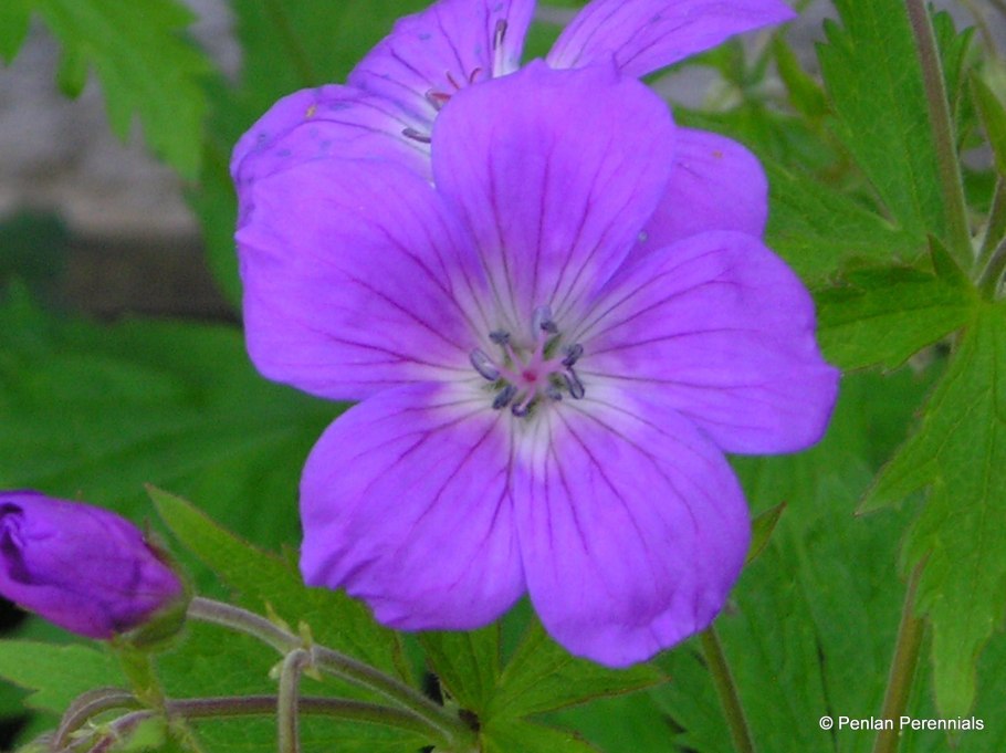 Geranium sylvaticum