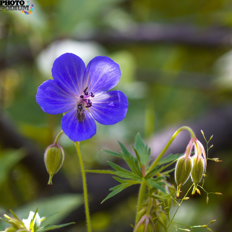 Герань Лесная (Geranium sylvaticum)