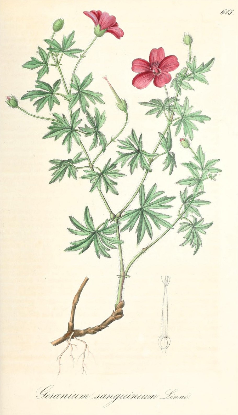 Герань Лесная бордюрная