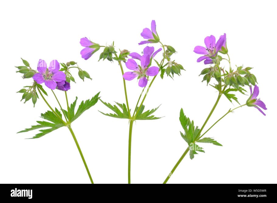 Geranium sanguineum Snowflake