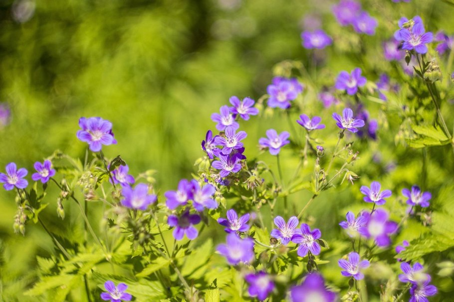 Герань Лесная Mayflower
