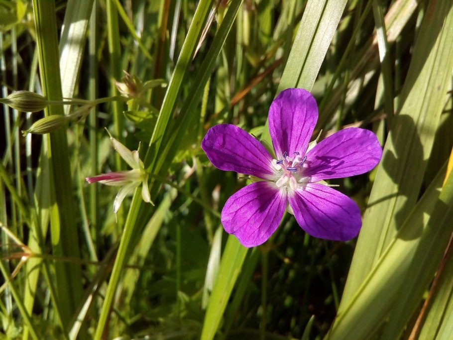 Герань Лесная Geranium sylvaticum l. ботаника