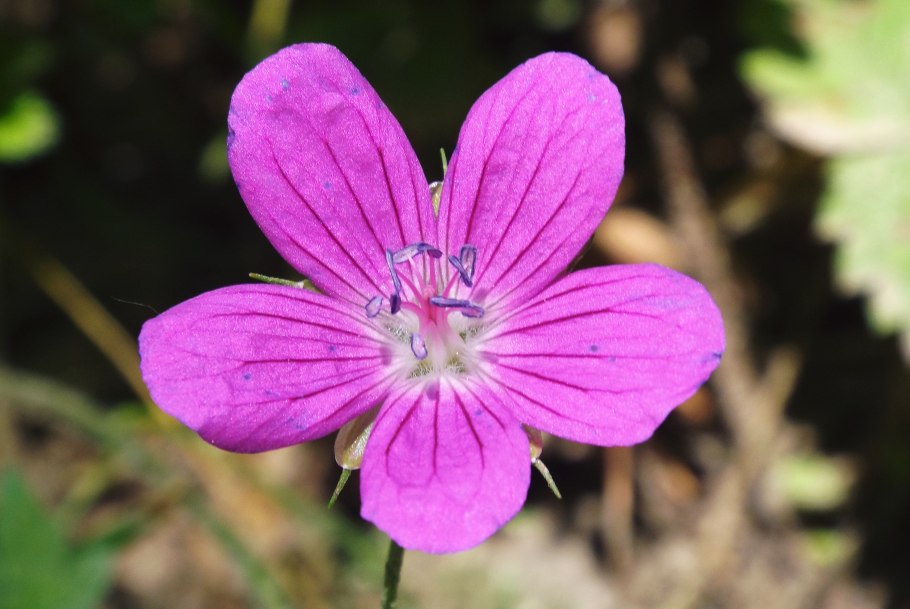 Герань Лесная (Geranium sylvaticum)
