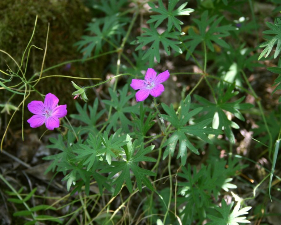 Герань клубневая